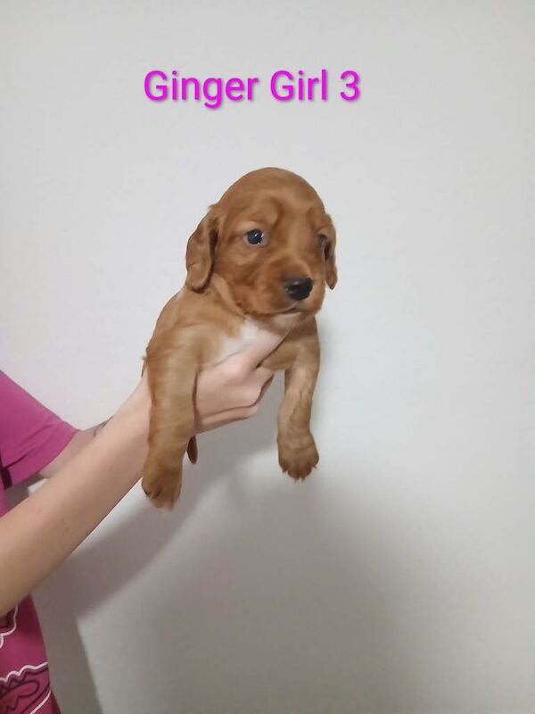 Cocker spaniel for sale - Image 5 of 6