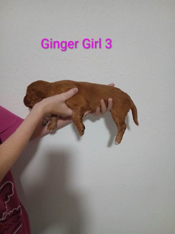 Cocker spaniel for sale - Image 6 of 6