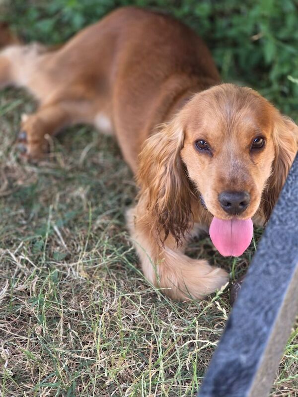 Cocker Spaniel stud dog for stud in Hillingdon, Greater London – KC registered, 1 year old