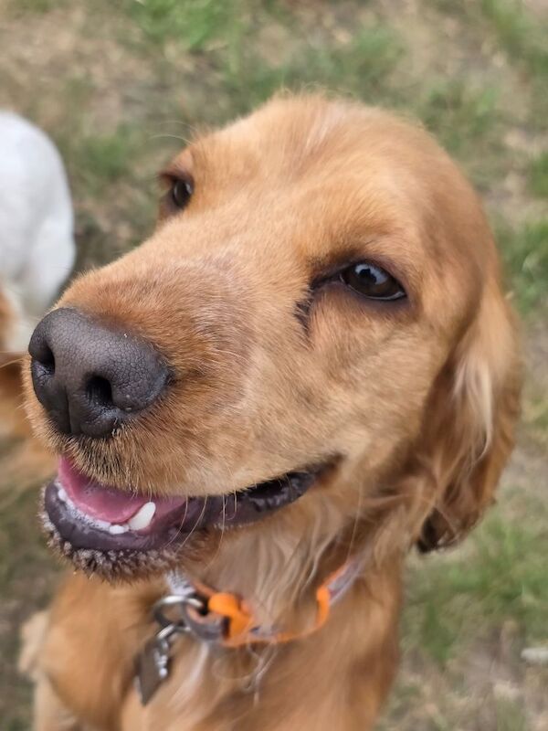 Cocker Spaniel stud dog for stud in Hillingdon, Greater London – KC registered, 1 year old - Image 2 of 6