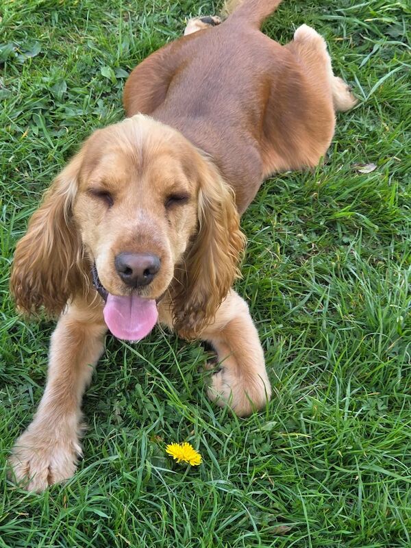 Cocker Spaniel stud dog for stud in Hillingdon, Greater London – KC registered, 1 year old - Image 4 of 6