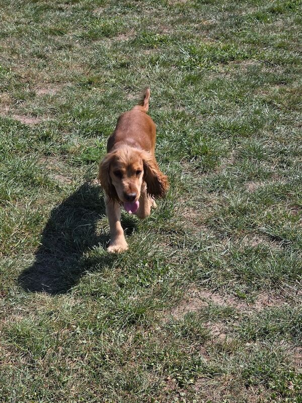 Cocker Spaniel stud dog for stud in Hillingdon, Greater London – KC registered, 1 year old - Image 6 of 6
