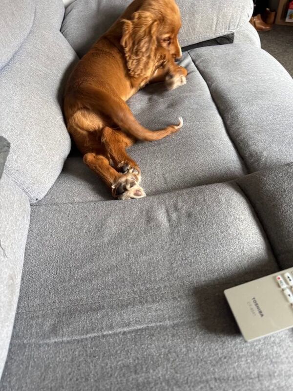 Cocker Spaniel girl - Image 1 of 3