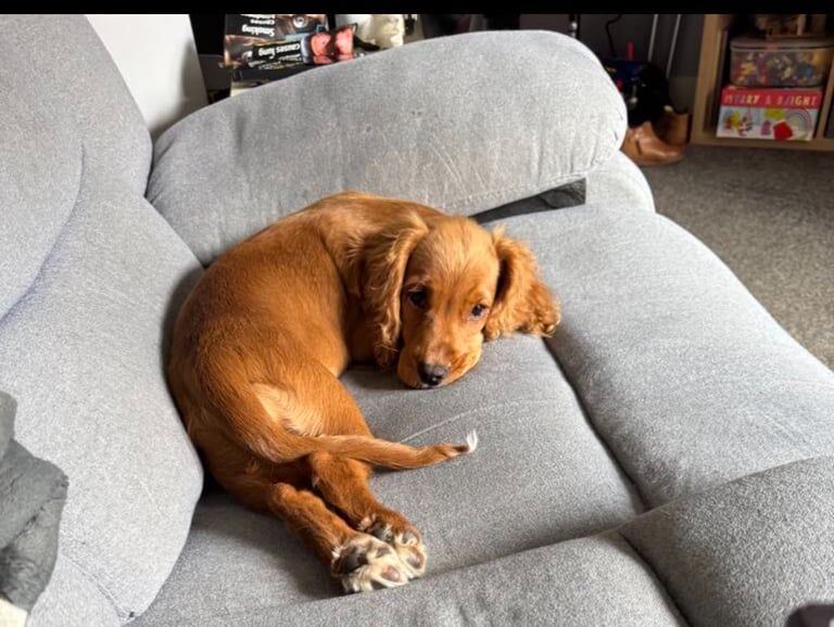 Cocker Spaniel girl - Image 2 of 3