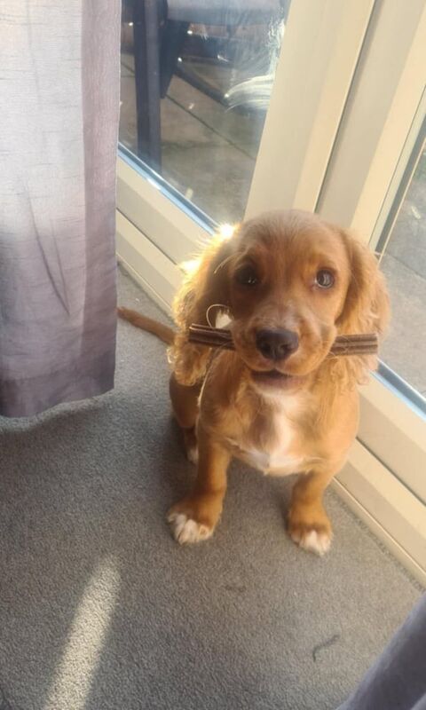 Cocker Spaniel girl - Image 3 of 3