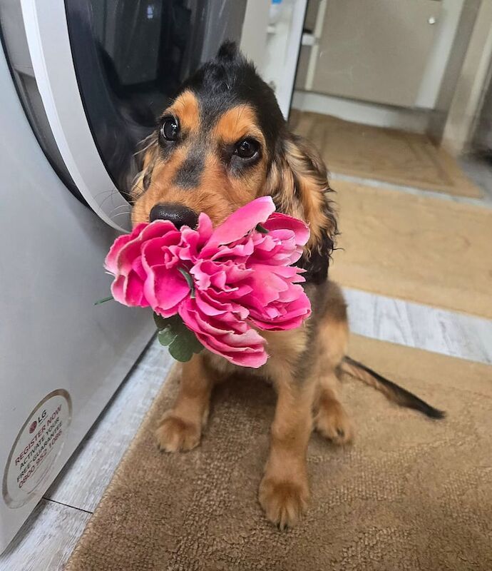 Cocker Spaniel puppies for sale in Lyndhurst, Hampshire – 4 months old