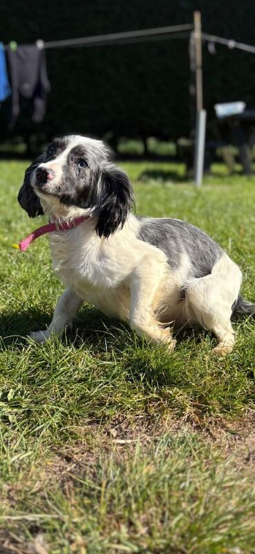 Cocker Spaniel Girl Blue Roan For Sale in Peterborough, Cambridgeshire ...