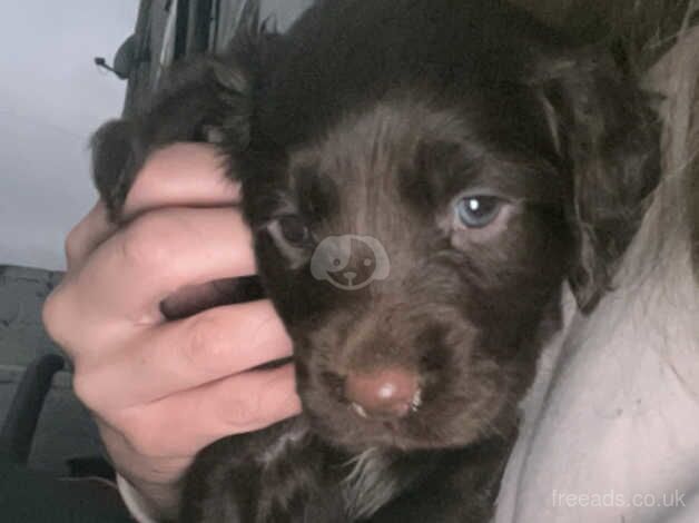 Cocker Spaniel puppies for sale in Doncaster, South Yorkshire – 1 year old - Image 2 of 5