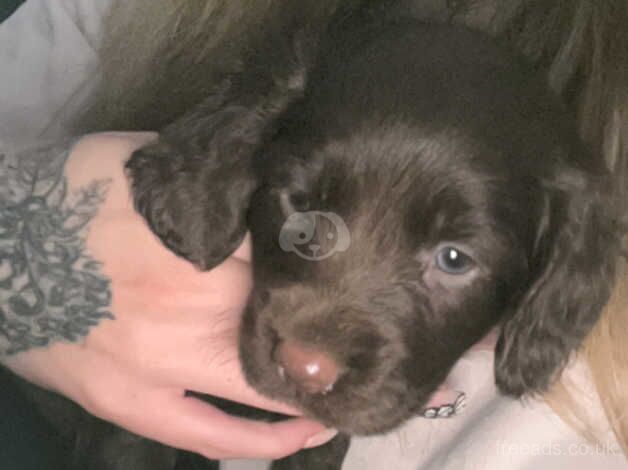 Cocker Spaniel puppies for sale in Doncaster, South Yorkshire – 1 year old - Image 3 of 5