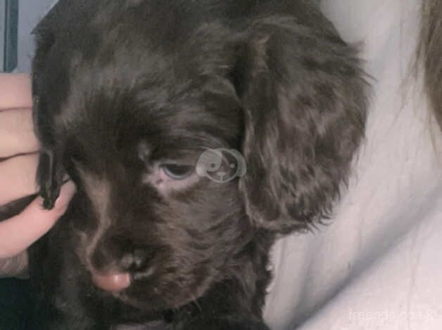 Cocker Spaniel puppies for sale in Doncaster, South Yorkshire – 1 year old - Image 4 of 5