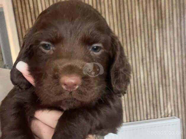 Cocker Spaniel puppies for sale in Doncaster, South Yorkshire – 1 year old - Image 5 of 5