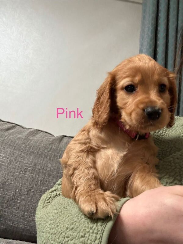 Cocker Spaniel Puppies For Sale
