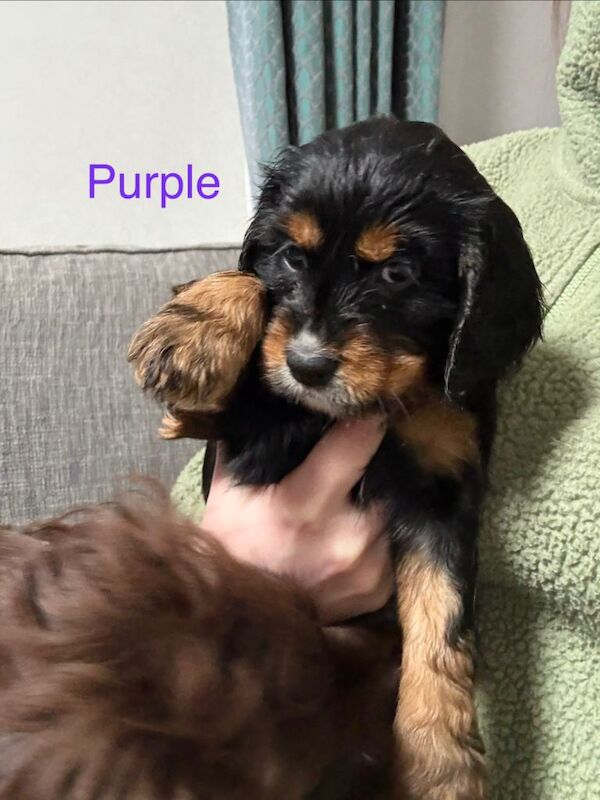 Cocker Spaniel girl puppies - Image 2 of 6