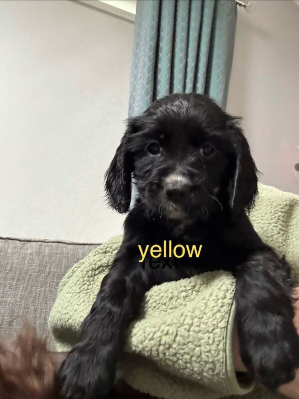 Cocker Spaniel girl puppies - Image 3 of 6