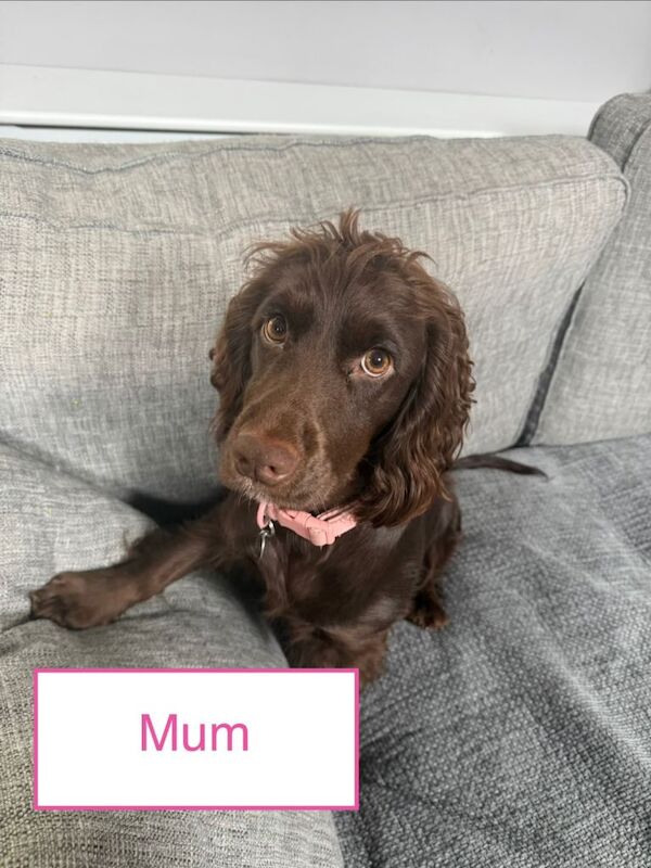 Cocker Spaniel girl puppies - Image 4 of 6