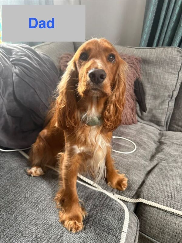 Cocker Spaniel girl puppies - Image 5 of 6