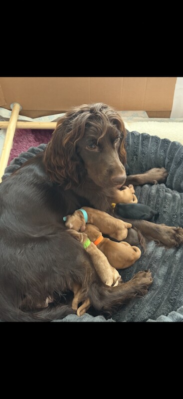 Cocker Spaniel girl puppies - Image 6 of 6