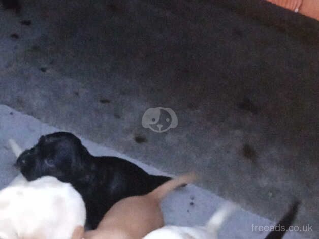 Cocker Spaniel puppies for sale in Epsom, Surrey – 1 year old - Image 2 of 4