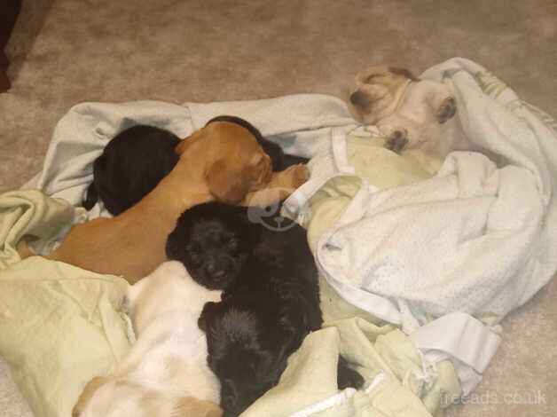 Cocker Spaniel puppies for sale in Epsom, Surrey – 1 year old - Image 3 of 4