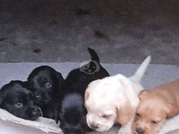 Cocker Spaniel puppies for sale in Epsom, Surrey – 1 year old - Image 4 of 4