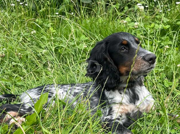Cocker Spaniel puppies for sale in Great Yarmouth, Norfolk – 1 year old - Image 1 of 5