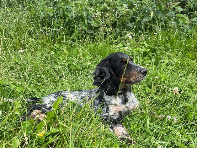 Cocker Spaniel puppies for sale in Great Yarmouth, Norfolk – 1 year old - Image 2 of 5