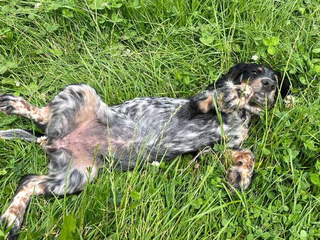 Cocker Spaniel puppies for sale in Great Yarmouth, Norfolk – 1 year old - Image 5 of 5