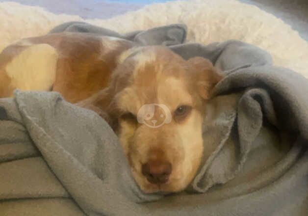 Cocker Spaniel puppies for sale in Grimsby, Lincolnshire – 1 year old - Image 1 of 4