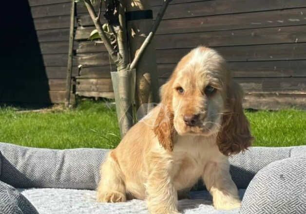 Cocker Spaniel puppies for sale in Grimsby, Lincolnshire – 1 year old - Image 2 of 4