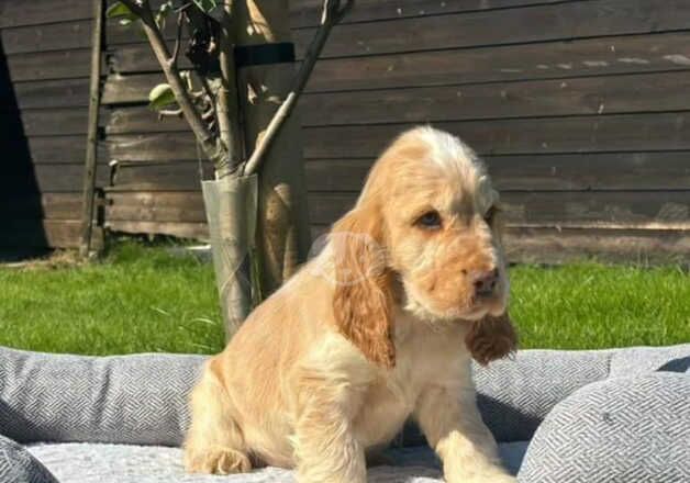 Cocker Spaniel puppies for sale in Grimsby, Lincolnshire – 1 year old - Image 3 of 4