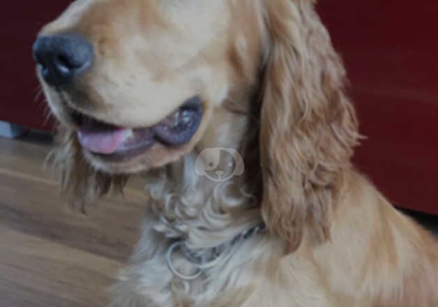 Cocker Spaniel puppies for sale in Grimsby, Lincolnshire – 1 year old - Image 4 of 4