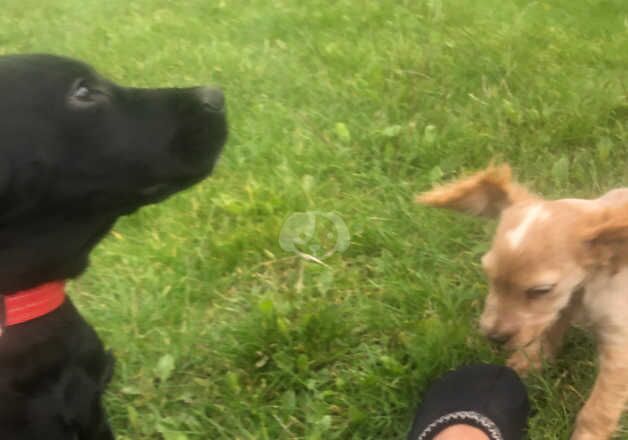 Cocker spaniel - Image 2 of 3