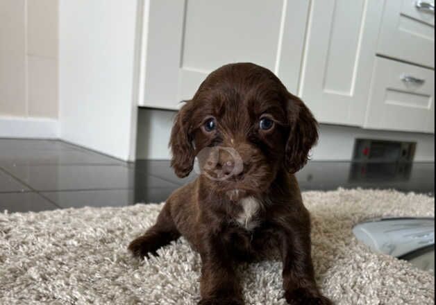 Cocker Spaniel puppies for sale in Middlesbrough, North Yorkshire – 1 year old - Image 1 of 3