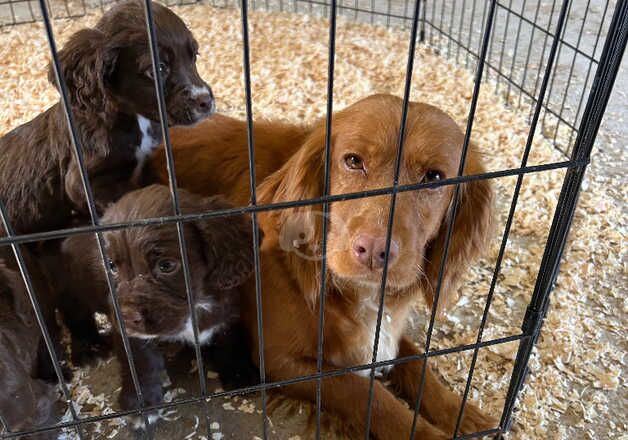 Cocker Spaniel puppies for sale in Middlesbrough, North Yorkshire – 1 year old - Image 2 of 3