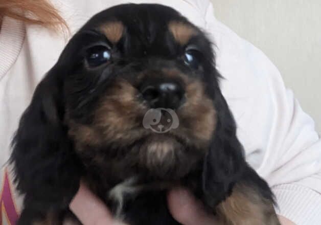 Cocker Spaniel puppies for sale in Perth, Perth and Kinross – 1 year old - Image 1 of 5