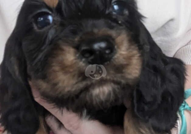 Cocker Spaniel puppies for sale in Perth, Perth and Kinross – 1 year old - Image 2 of 5