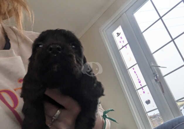 Cocker Spaniel puppies for sale in Perth, Perth and Kinross – 1 year old - Image 5 of 5