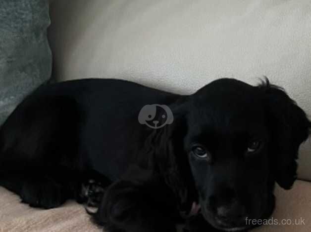 Cocker Spaniel puppies for sale in Swansea/Abertawe, Swansea – 1 year old - Image 1 of 2