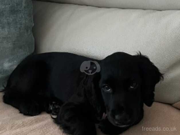 Cocker Spaniel puppies for sale in Swansea/Abertawe, Swansea – 1 year old - Image 2 of 2