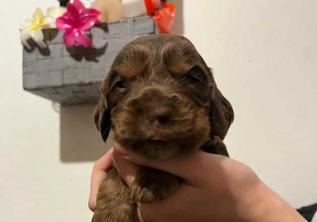 Cocker Spaniel puppies for sale in Wolverhampton, West Midlands – 1 year old - Image 2 of 2