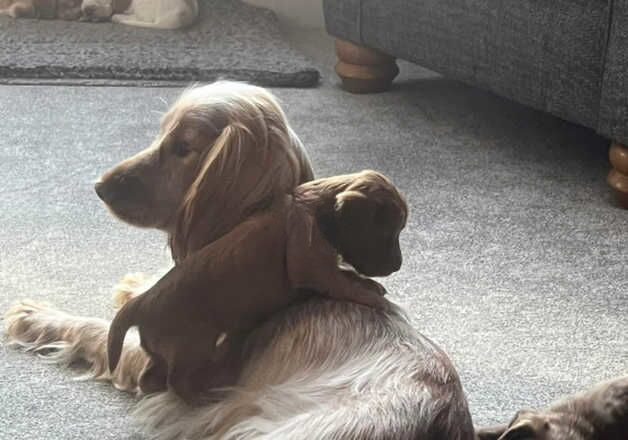 Cocker Spaniel puppies for sale in Worksop, Nottinghamshire – 1 year old - Image 1 of 3