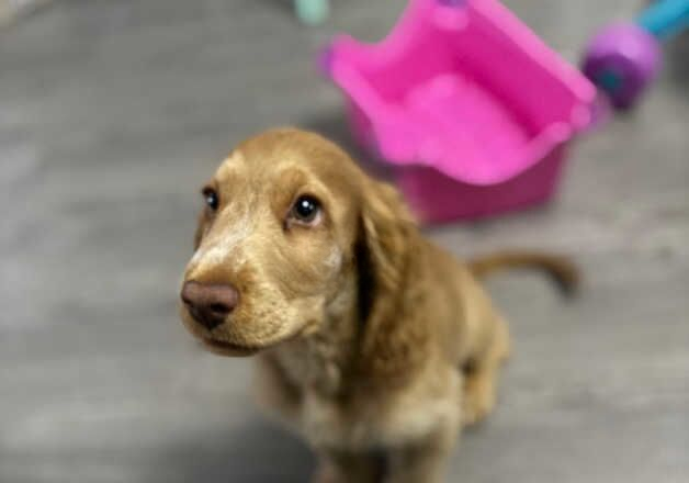 Cocker Spaniel puppies for sale in Worksop, Nottinghamshire – 1 year old - Image 2 of 3