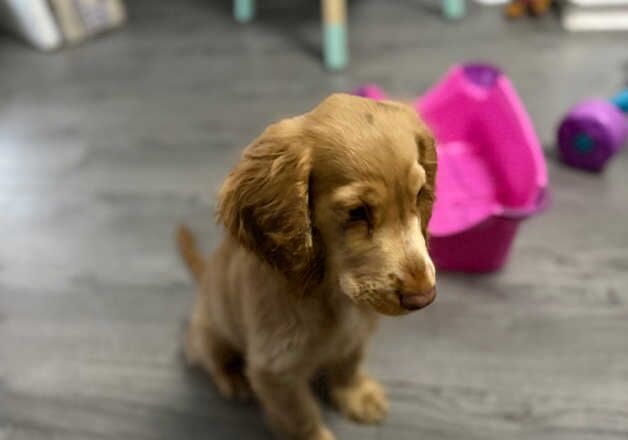 Cocker Spaniel puppies for sale in Worksop, Nottinghamshire – 1 year old - Image 3 of 3