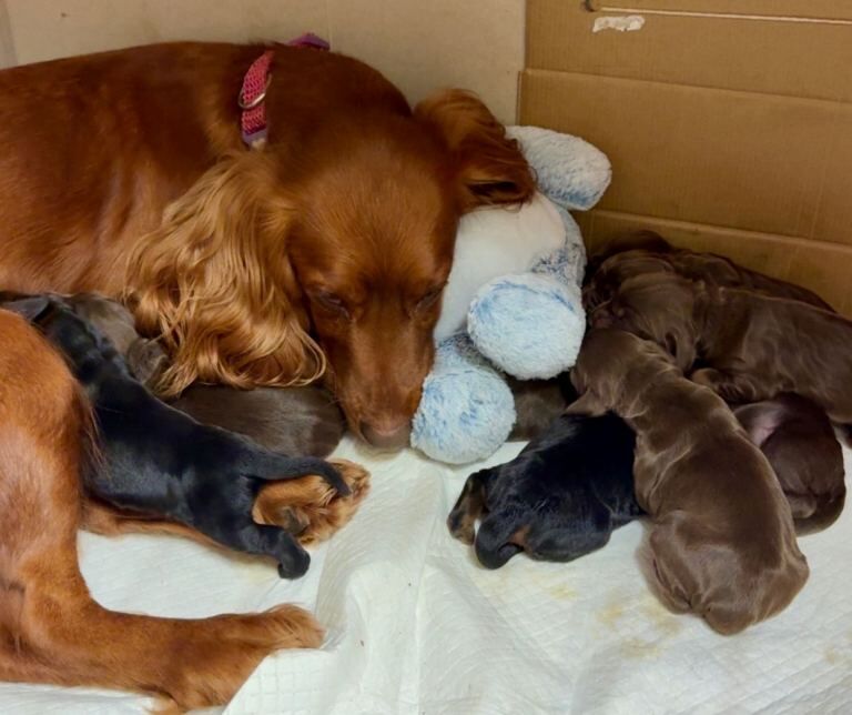 Cocker Spaniel puppies for sale in Dromore , County Tyrone – KC registered, 3 weeks old