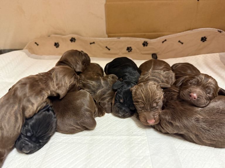 Cocker Spaniel puppies for sale in Dromore , County Tyrone – KC registered, 4 weeks old - Image 2 of 3