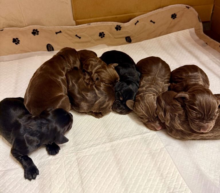 Cocker Spaniel puppies for sale in Dromore , County Tyrone – KC registered, 4 weeks old - Image 3 of 3
