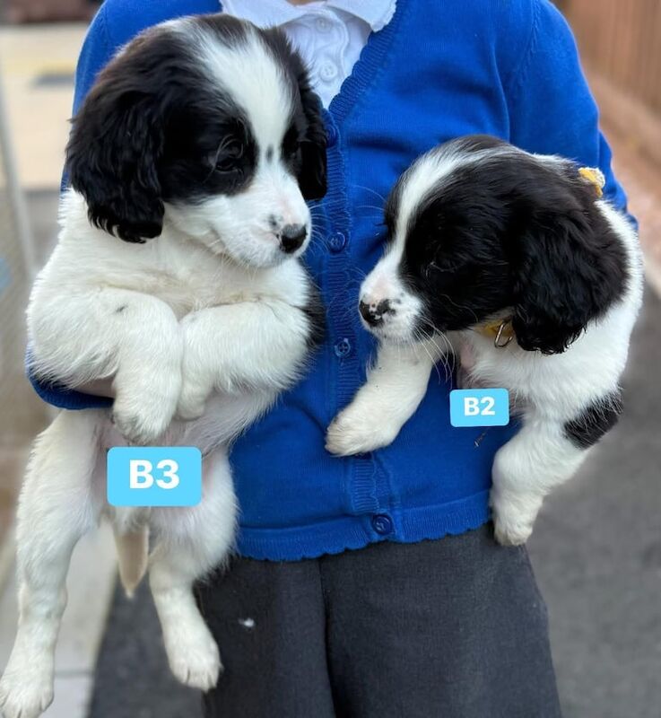Cocker spaniel King Charles puppies 2 boys left for sale in Houghton-le-Spring, Tyne and Wear
