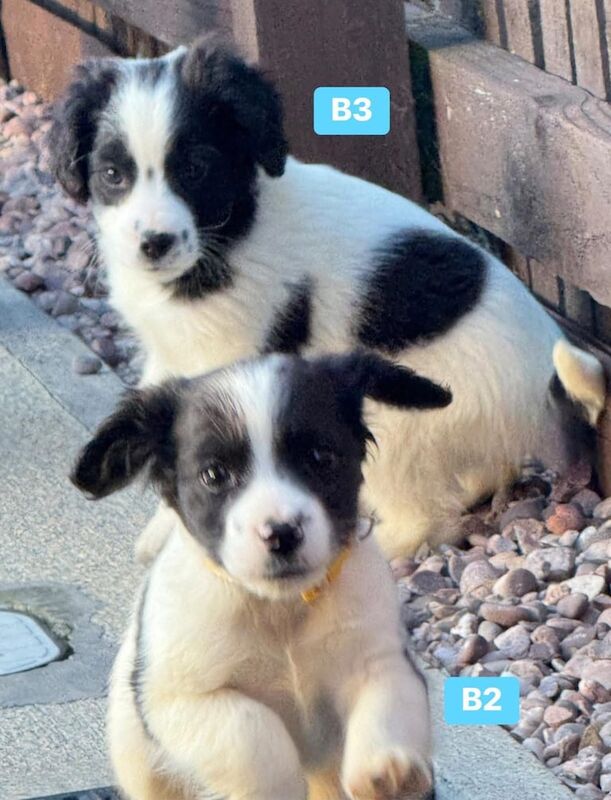 Cocker spaniel King Charles puppies 2 boys left for sale in Houghton-le-Spring, Tyne and Wear - Image 2