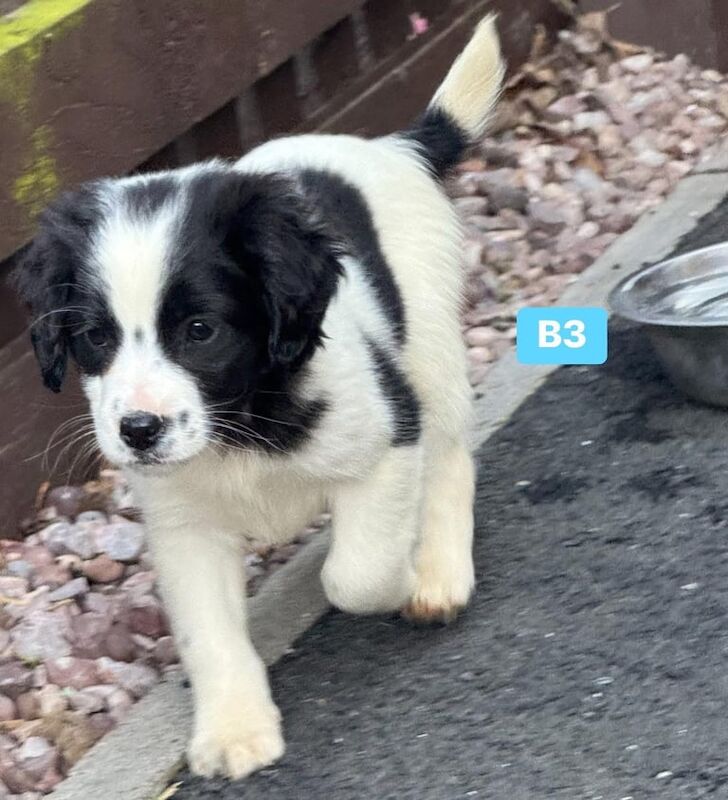 Cocker Spaniel puppies for sale in Houghton-le-Spring, Tyne and Wear – 10 months old - Image 3 of 3