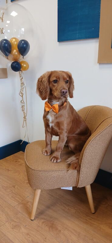 Cocker Spaniel puppies for sale in Aberdare / Aberdâr, Mid Glamorgan – 1 year old